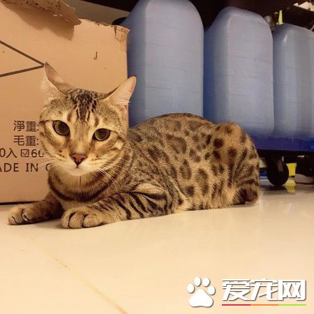 代班看电视的保姆猫 温柔陪伴弟弟超窝心!