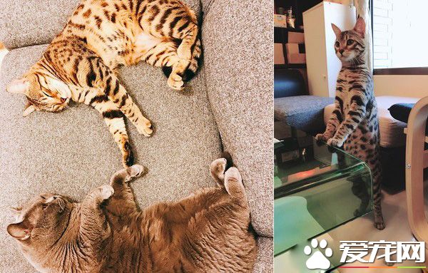 代班看电视的保姆猫 温柔陪伴弟弟超窝心!