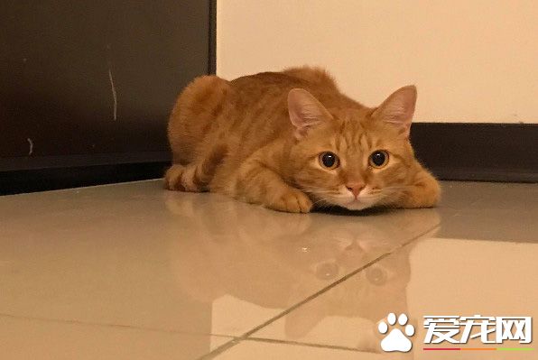 当太监遇上皇上!贴壁倒退逃跑的战斗超可爱