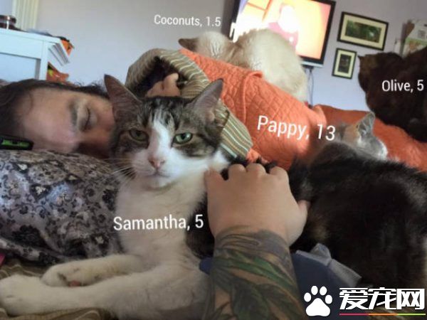 爱猫男子创办猫咪收容之家 让老猫们有一个温暖的家