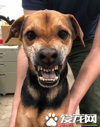 米克斯浪浪龅牙外形超可爱 意外撞脸戽斗星球