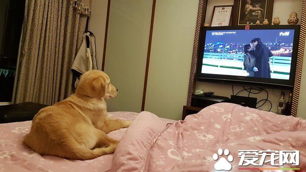 男神孔刘强大魅力让汪星人深深着迷 化身电视儿童