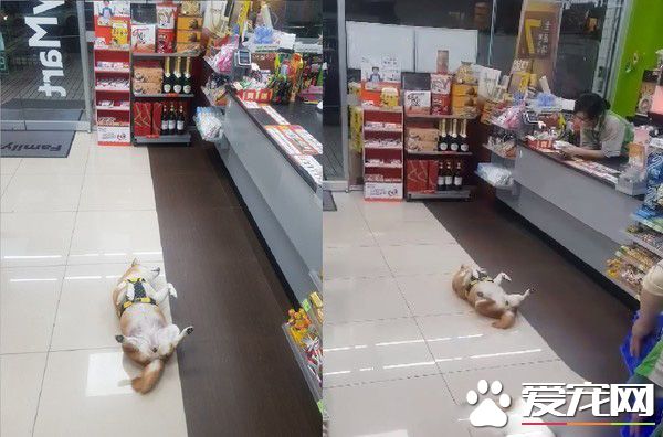 柴柴坏掉了吗?柴柴跟把拔去超商躺大厅中央