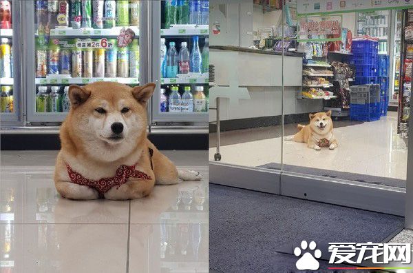 柴柴坏掉了吗?柴柴跟把拔去超商躺大厅中央