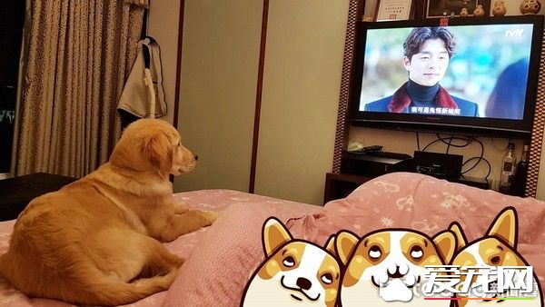 男神孔刘强大魅力让汪星人深深着迷 化身电视儿童