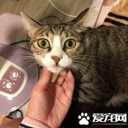 喵咪假装综艺摔讨抱抱 碰瓷技巧超纯熟！