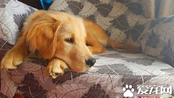 男神孔刘强大魅力让汪星人深深着迷 化身电视儿童