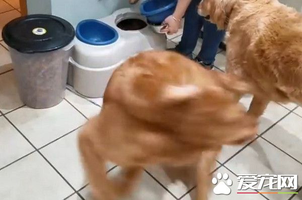 疯狂的黄金猎犬 看见吃饭了开心的转了22圈