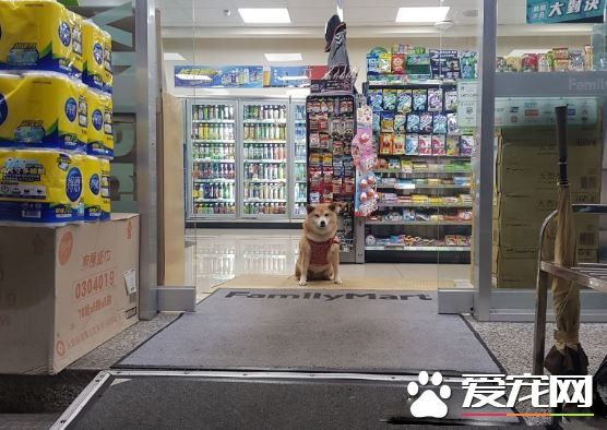 柴柴坏掉了吗?柴柴跟把拔去超商躺大厅中央