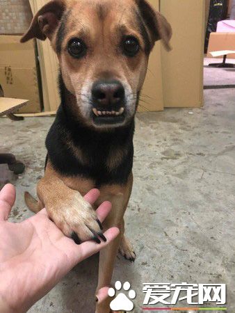 米克斯浪浪龅牙外形超可爱 意外撞脸戽斗星球