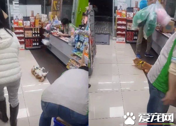 柴柴坏掉了吗?柴柴跟把拔去超商躺大厅中央