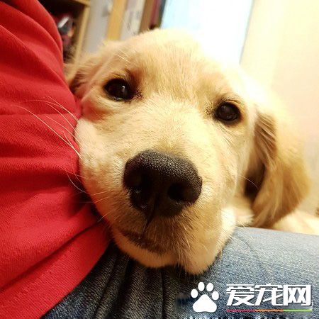 男神孔刘强大魅力让汪星人深深着迷 化身电视儿童