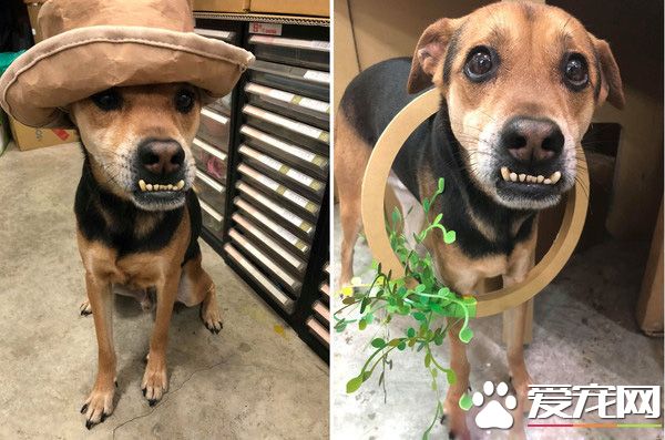 米克斯浪浪龅牙外形超可爱 意外撞脸戽斗星球