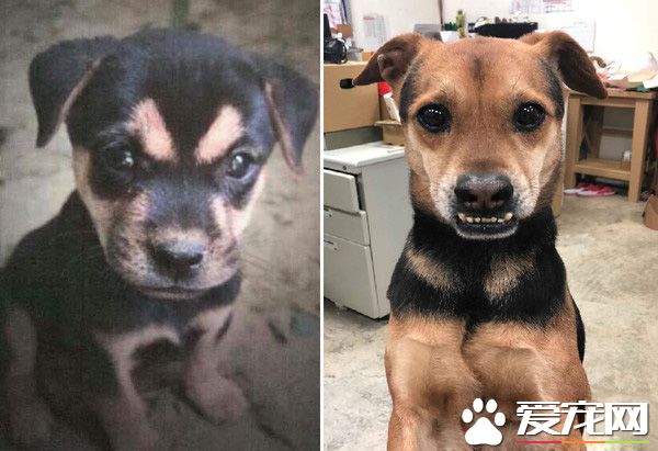 米克斯浪浪龅牙外形超可爱 意外撞脸戽斗星球