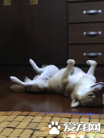 调皮阿柴想要求关注 无厘头举动令人好气又好笑