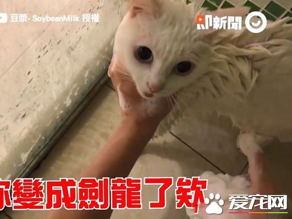 猫界女神豆浆不小心让身体沾上屎味 被奴才抓洗澡