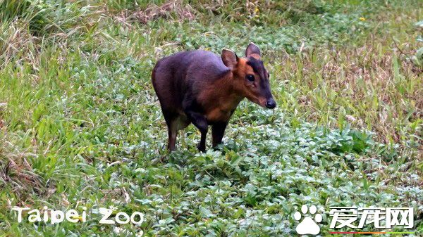 山羌母女成猩猩新室友 两周磨合找到和谐相处方式