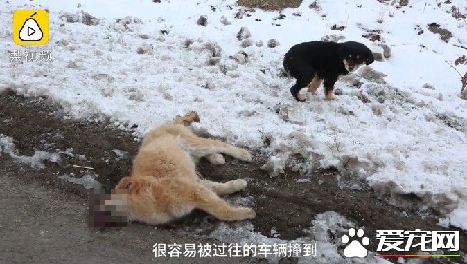 小黄狗不慎被车辆撞死 黑狗同伴陪伴久久不肯离去