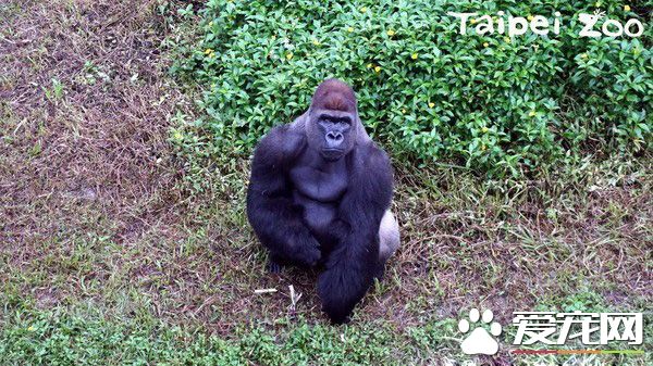 山羌母女成猩猩新室友 两周磨合找到和谐相处方式