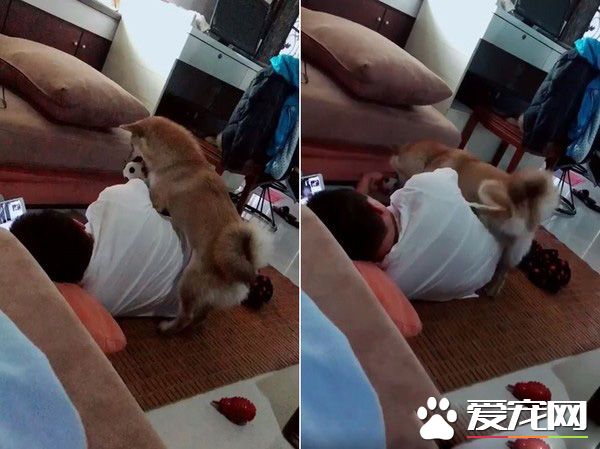 调皮阿柴想要求关注 无厘头举动令人好气又好笑