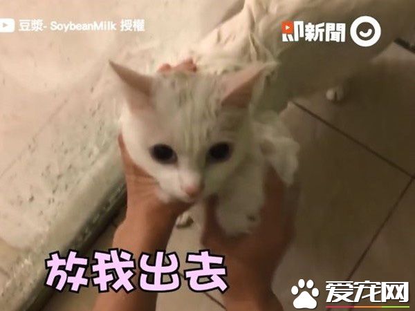 猫界女神豆浆不小心让身体沾上屎味 被奴才抓洗澡
