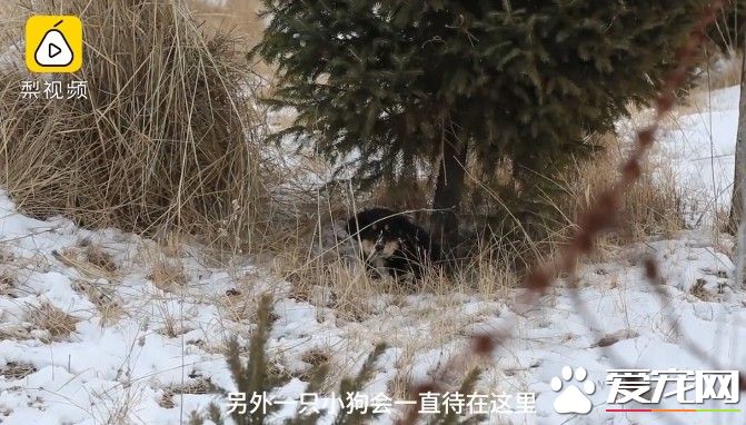 小黄狗不慎被车辆撞死 黑狗同伴陪伴久久不肯离去