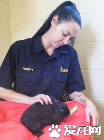 14只实验用兔被遗弃公园 目前已有好心人愿意领养