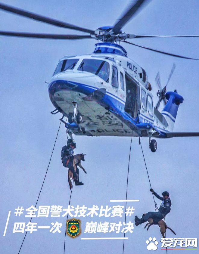 小黑警犬眉眼间横贴ok蹦 坚定小表情萌翻网友