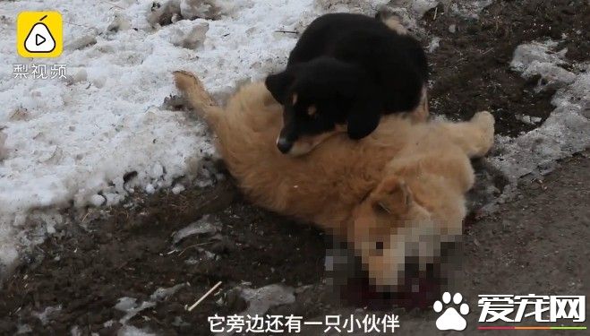 小黄狗不慎被车辆撞死 黑狗同伴陪伴久久不肯离去