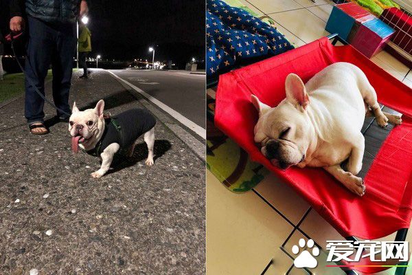 法斗兄弟散步回家 靠门睡吐舌变极致凤眼