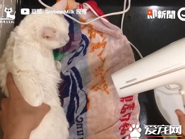 猫界女神豆浆不小心让身体沾上屎味 被奴才抓洗澡