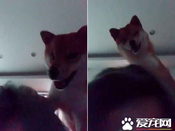 调皮阿柴想要求关注 无厘头举动令人好气又好笑