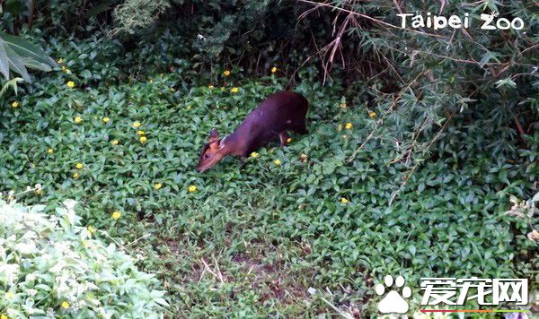 山羌母女成猩猩新室友 两周磨合找到和谐相处方式