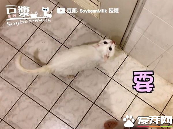 猫界女神豆浆不小心让身体沾上屎味 被奴才抓洗澡