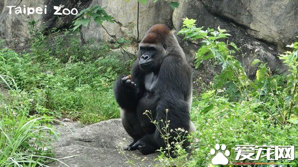 山羌母女成猩猩新室友 两周磨合找到和谐相处方式