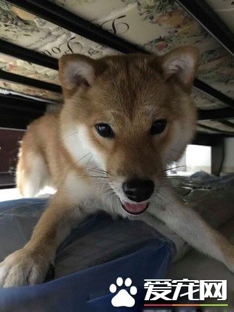 调皮阿柴想要求关注 无厘头举动令人好气又好笑