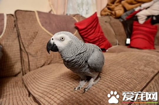 鹦鹉学警报器声音太逼真了! 引消防员到了现场