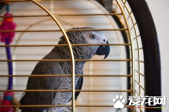 鹦鹉学警报器声音太逼真了! 引消防员到了现场