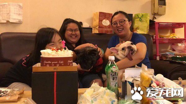 法斗兄弟散步回家 靠门睡吐舌变极致凤眼