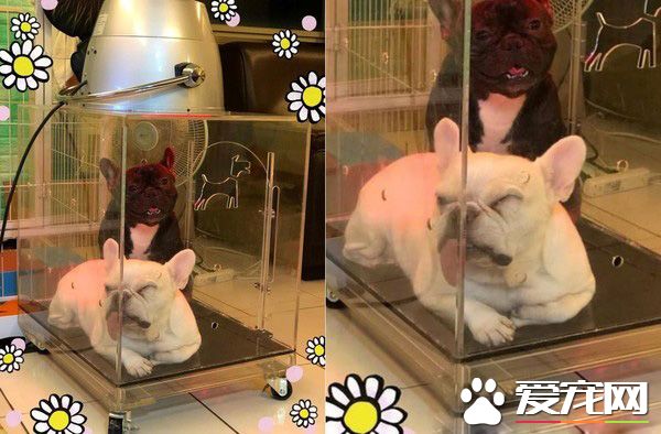 法斗兄弟散步回家 靠门睡吐舌变极致凤眼