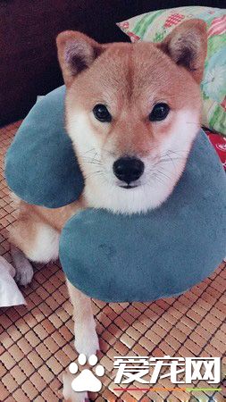 调皮阿柴想要求关注 无厘头举动令人好气又好笑