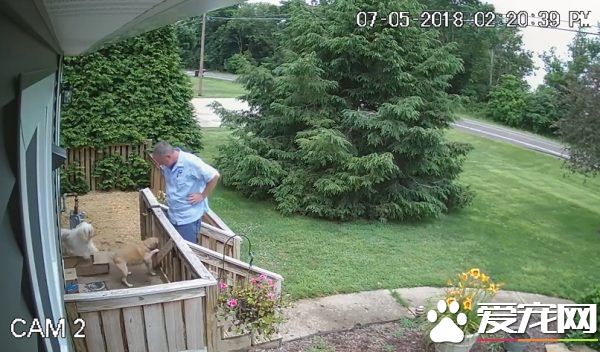 送货员是可疑份子? 原来是个十足的爱狗人士