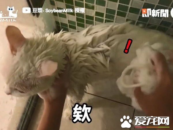 猫界女神豆浆不小心让身体沾上屎味 被奴才抓洗澡