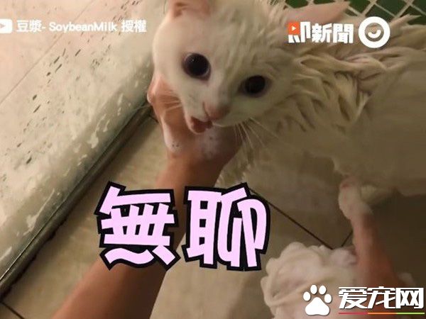 猫界女神豆浆不小心让身体沾上屎味 被奴才抓洗澡