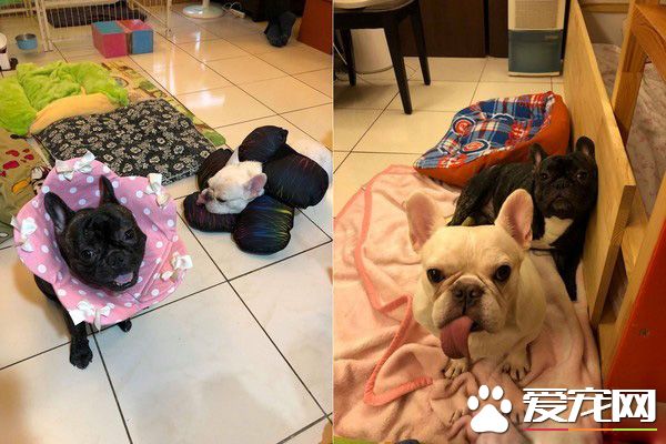 法斗兄弟散步回家 靠门睡吐舌变极致凤眼