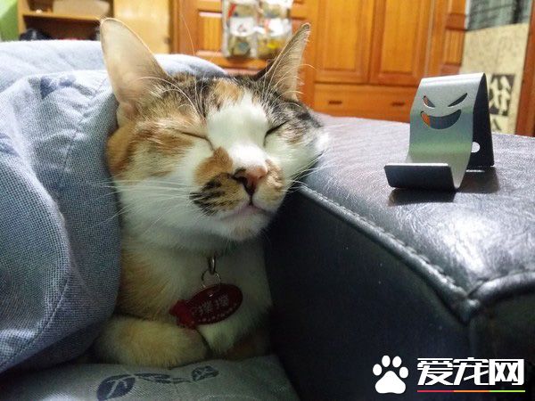 汪星人被喵大人吐了满脸求救 主人傻眼笑喷