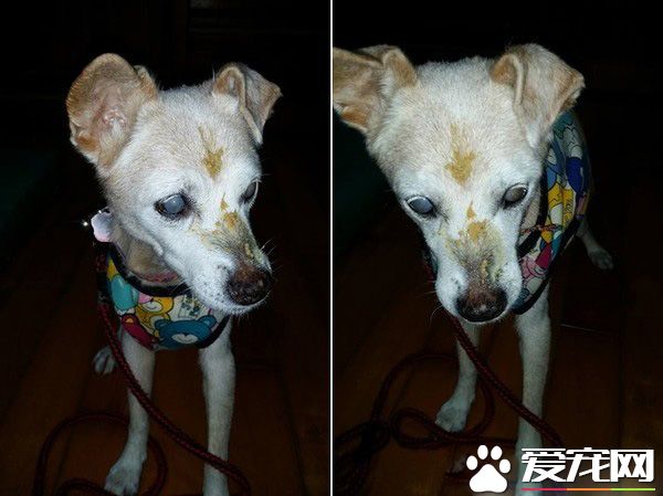 汪星人被喵大人吐了满脸求救 主人傻眼笑喷