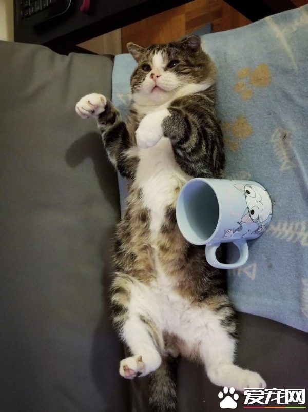 加拿大街猫帕杜被诱捕 成爱撒娇的傻大个家猫