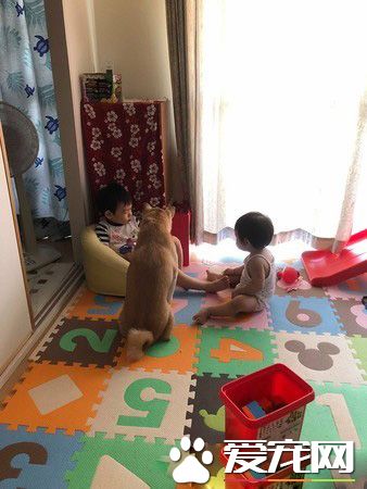 世界上最温馨的画面 阿柴塞2孩中间睡觉