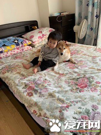 世界上最温馨的画面 阿柴塞2孩中间睡觉